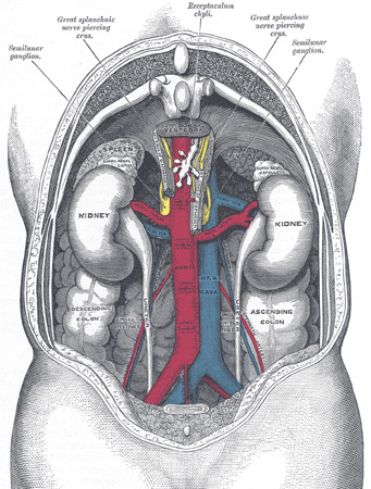 Nieren Gray's Anatomy